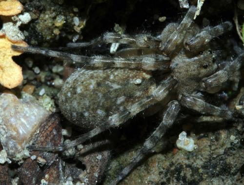 Arctosa sp.